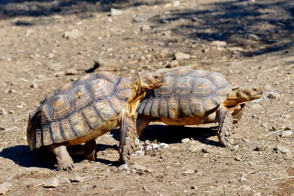 Dwa Żółwie Afrykańskie Lub Żółwie Siarczanowe Centrochelys Sulcata Widziane Profilu — Zdjęcie stockowe