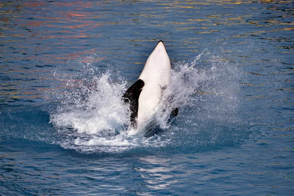 Кит Убийца Orcinus Orca Выпрыгивает Голубой Воды — стоковое фото