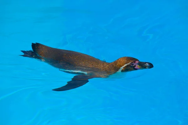 Humboldt Tučňák Spheniscus Humboldti Plavání Modré Vodě Shora — Stock fotografie