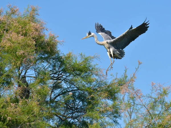 Серая Цапля Ardea Cinerea Достигающая Верхушки Дерева Тамарикс Камарге Является — стоковое фото