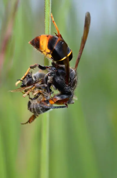 ヨーロッパのホーネットのマクロ Vespa Crabro 蜂蜜の蜂を食べる — ストック写真