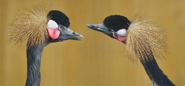 Panoramic Photo Profile Portrait Two Black Crowned Cranes Balearica Pavonina — Stock Photo, Image