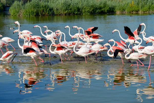 Grupo Flamencos Phoenicopterus Ruber Agua Camarga Una Región Natural Situada —  Fotos de Stock