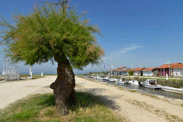 Árbol Tamarisco Puerto Oyster Agricultura Audenge Municipio Está Situado Costa — Foto de Stock