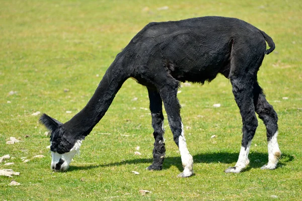 Black Alpaca Vicugna Pacos Grazing Seen Profile — Stock Photo, Image