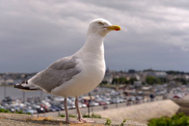 Yakın plan ringa martısı (Larus argentatus), arka planda Fransa 'nın Brittany kentinde Saint-Malo kasabası bulunan bir duvara tünemiştir.