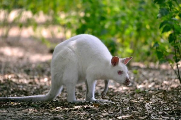 Albinos Wallaby Bec Étroit Wallaby Bennett Macropus Rufogriseus Sur Tapis — Photo