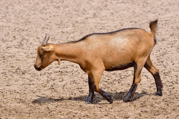 Braune Ziege Capra Aegagrus Beim Gehen Und Vom Profil Aus — Stockfoto
