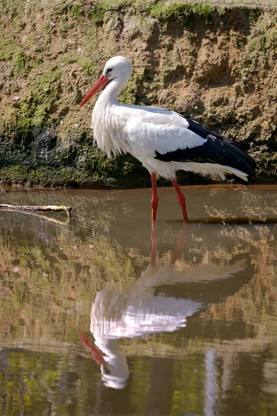 Cigüeña Blanca Ciconia Ciconia Estanque Con Gran Reflejo Agua —  Fotos de Stock