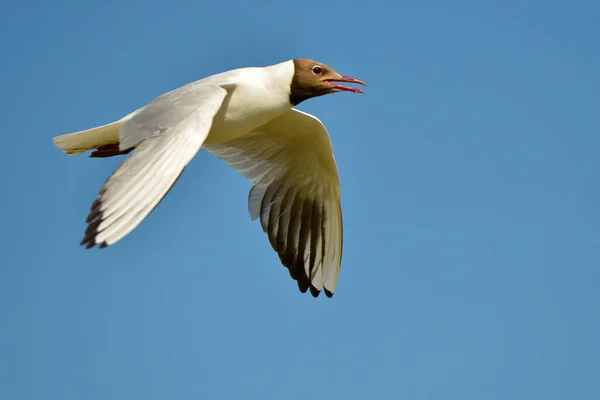 Тулі Чорними Головками Larus Ridibundus Польоті Профілю Камарзі Природному Регіоні — стокове фото