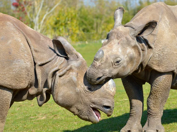 Hoofd Van Indiase Neushoorn Rhinoceros Unicornis Open Mond Die Speelt — Stockfoto