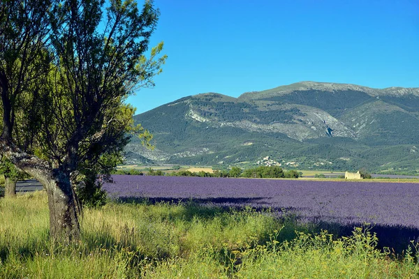 Fransa Nın Güneydoğusundaki Alpes Haute Provence Bölümü Ndeki Ünlü Valensole — Stok fotoğraf