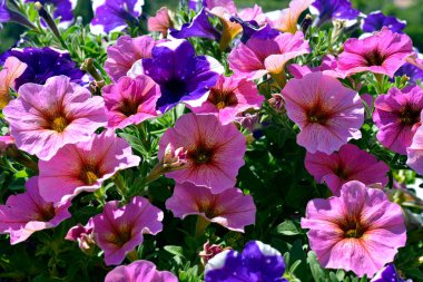 Çiçek açan kırmızı ve mavi petunya surfinia çiçeklerinin arka planı