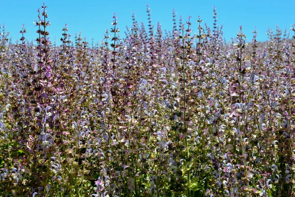 Close Van Clary Sage Salvia Sclarea Het Beroemde Valensole Plateau — Stockfoto