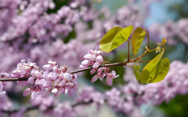 Kapalı çiçek ve Judas ağacı yaprakları (Cercis silikliastrum)