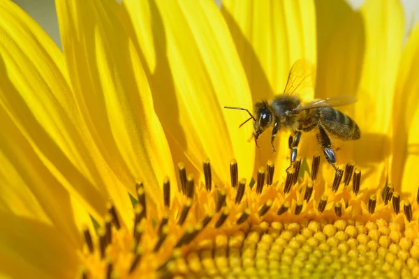Макро Пчелы Apis Полете Над Тычинками Подсолнечника — стоковое фото