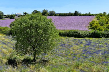 Fransa 'nın güneydoğusundaki Alpes-de-Haute-Provence bölgesinde bulunan ünlü Valensole platosunda Clary Scalea (Salvia Slarea) tarlası ve lavanta