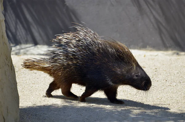 Szoros Indiai Tarajos Tarajos Sündisznó Hystrix Indica Séta Földön — Stock Fotó