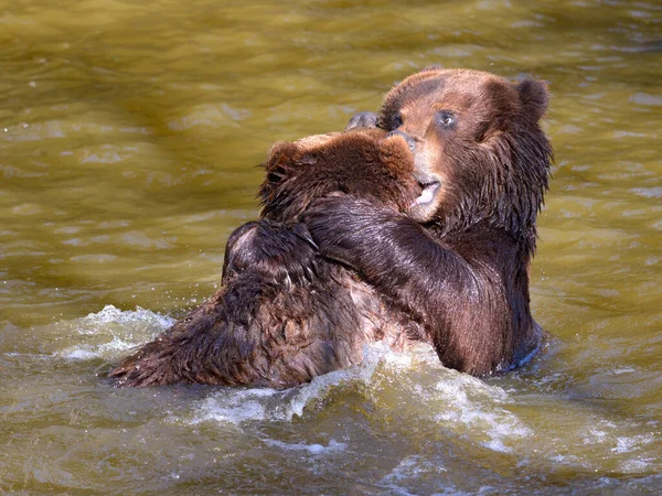 Dois Grizzlies Ursus Arctos Horribilis Brincando Água — Fotografia de Stock