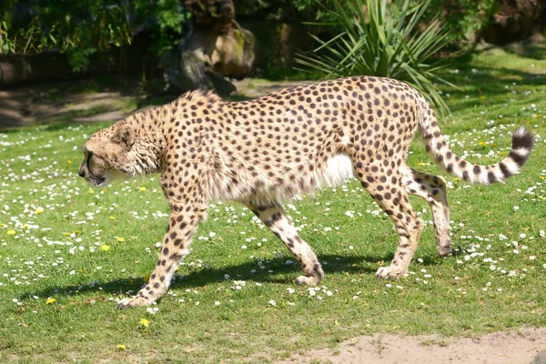 Closeup Profile African Cheetah Acinonyx Jubatus Walking Grass Seen Profile — Stock Photo, Image