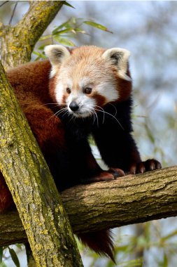 Kırmızı panda (Ailurus fulgens) ağaç dalında 