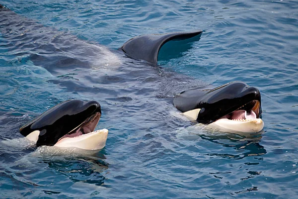 Closeup Two Killer Whales Orcinus Orca Opening Mouth Blue Water — Stock Photo, Image