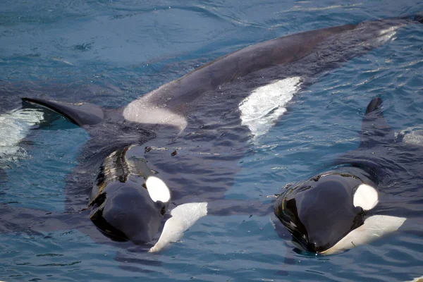 Two Killer Whales Orcinus Orca Lying Blue Water Royalty Free Stock Images
