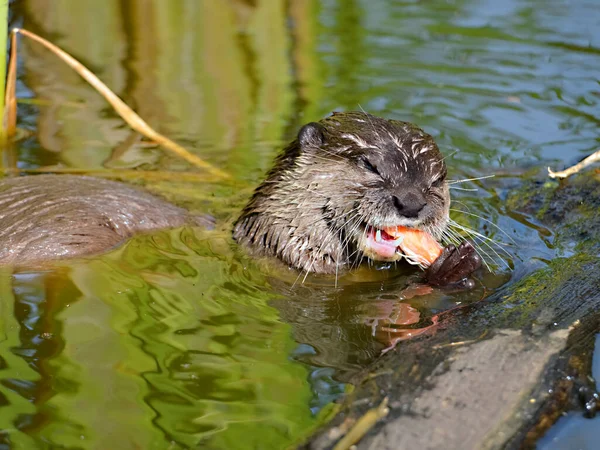 Closeup Small Clawed Otter Aonyx Cinerea Eating Shrimp Water — Stock Photo, Image