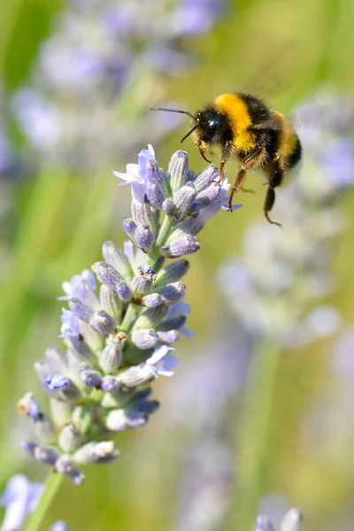 Macro Bumblebee Bombus Terrestris Flying Blue Lavender Flower — Stock Photo, Image