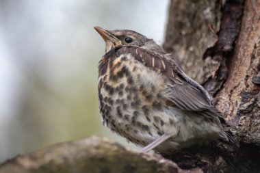 Kasık ardıç kuşu yuvadan uçtu ve bir dala oturdu.