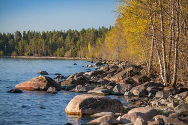 Ladoga Gölü kıyısındaki taşlar ve ağaçlar