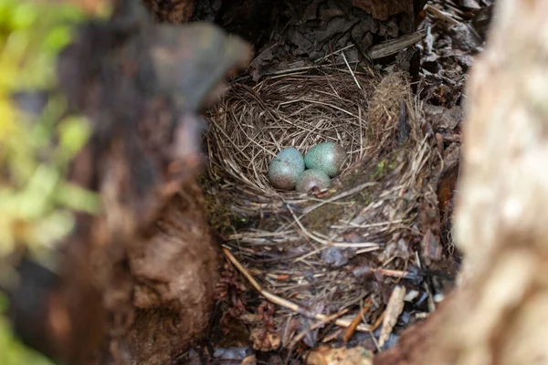 Eieren Die Het Nest Van Lijsterbes Zitten Rechtenvrije Stockafbeeldingen