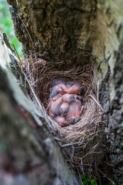Yakın Zamanda Yumurtadan Çıkan Karatavuk Yavruları Yuvada Yatıyor Stok Fotoğraf