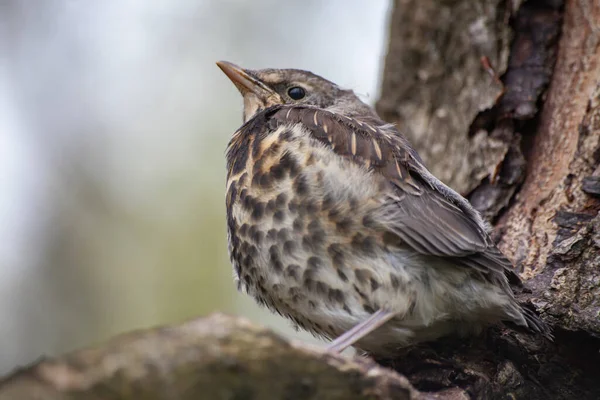 Das Küken Der Leistendrossel Ist Gerade Aus Dem Nest Geflogen lizenzfreie Stockfotos