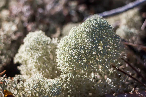 Lichene Che Cresce Sulle Pietre Nella Zona Del Lago Ladoga — Foto Stock