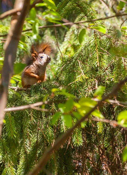 Écureuil Cache Parmi Les Branches Des Arbres Par Une Journée Photos De Stock Libres De Droits