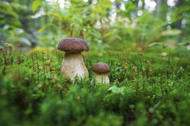 Boletus Mantarı - yenilebilir mantar. Ormanda büyüyen küçük çörek. Mantar doğal ortamda. İngilizce: penny topuz, porcini, cep, porcino, Kral bolete