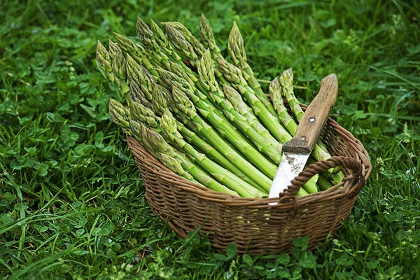 Picking Green Asparagus — Stock Photo, Image