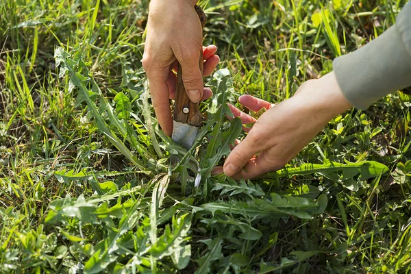 Löwenzahnblätter pflücken — Stockfoto