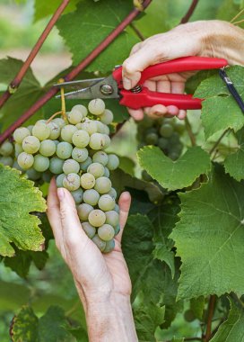 Close up of Worker's Hands Cutting White Grapes from vines during wine harvest. Grapes. With Selective Focus on the hands and grapes