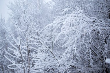 Kış ağaçlar Rusya'da
