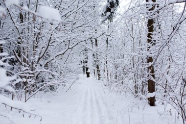 Kış ağaçlar Rusya'da