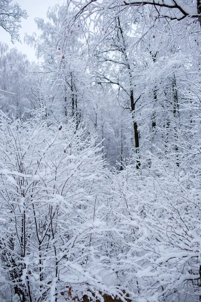 Árboles de invierno en Rusia — Foto de Stock