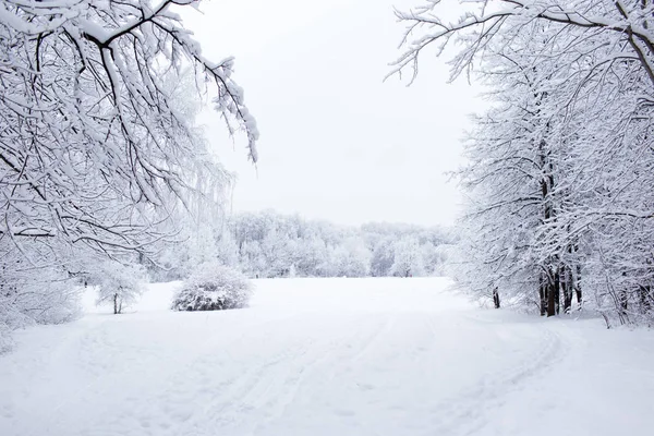 Winter trees in Russia