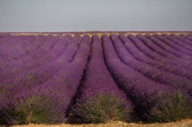 Valensole yakınlarındaki Lavanta alan yaz günbatımı manzara. Provence, Fransa