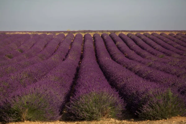 Levendula mező a nyári táj közelében Valensole. Provence, Franciaország — Stock Fotó