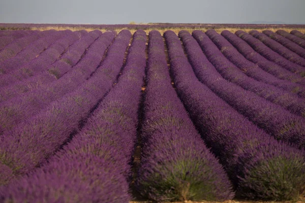 Levandulová pole v letní krajině nedaleko Valensole. Provence, Francie — Stock fotografie