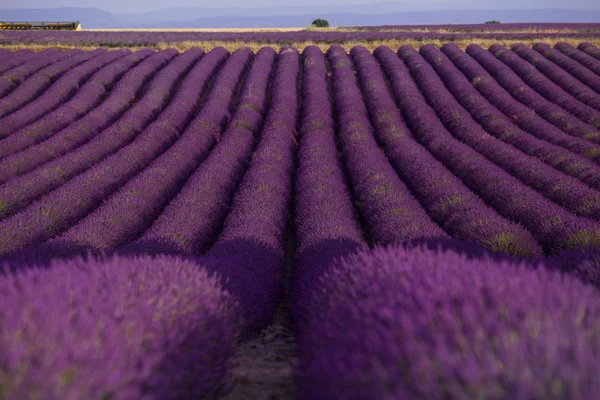 Levandulová pole v letní krajině nedaleko Valensole. Provence, Francie — Stock fotografie