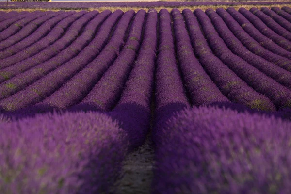 Campo de lavanda em paisagem de verão perto de Valensole. Provence, França — Fotografia de Stock