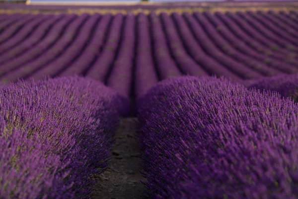 Lavendelfält i sommar landskap nära Valensole. Provence, Frankrike — Stockfoto